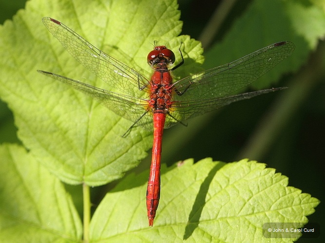 J01_4037 Sympetrum sanguineum male.JPG